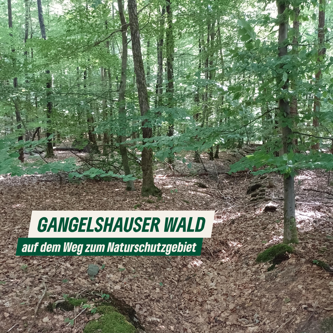 Gangelshauser Wald auf dem Weg zum Naturschutzgebiet
