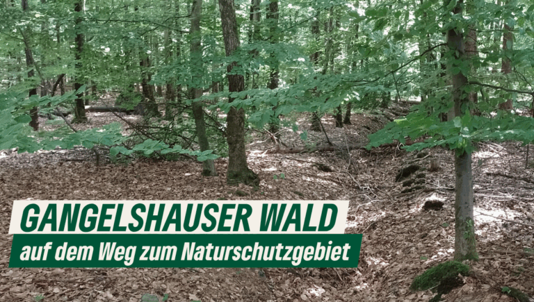 Lebensraum renaturieren statt versiegeln – unser Einsatz für den Gangelshauser Wald