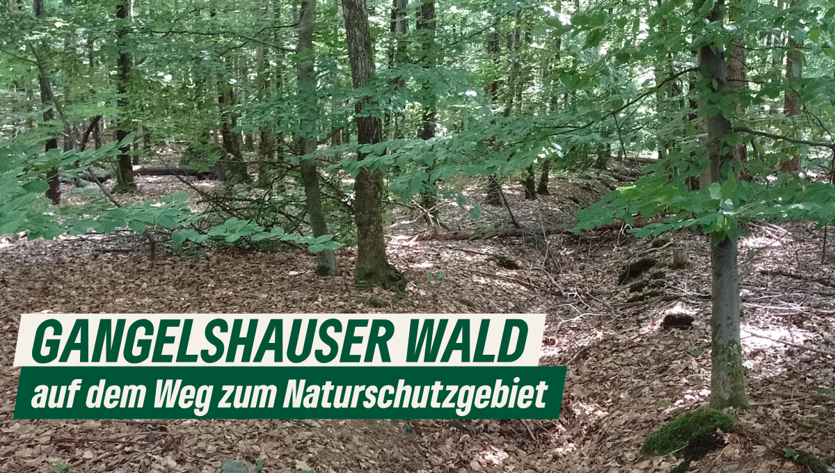 Gangelshauser Wald auf dem Weg zum Naturschutzgebiet